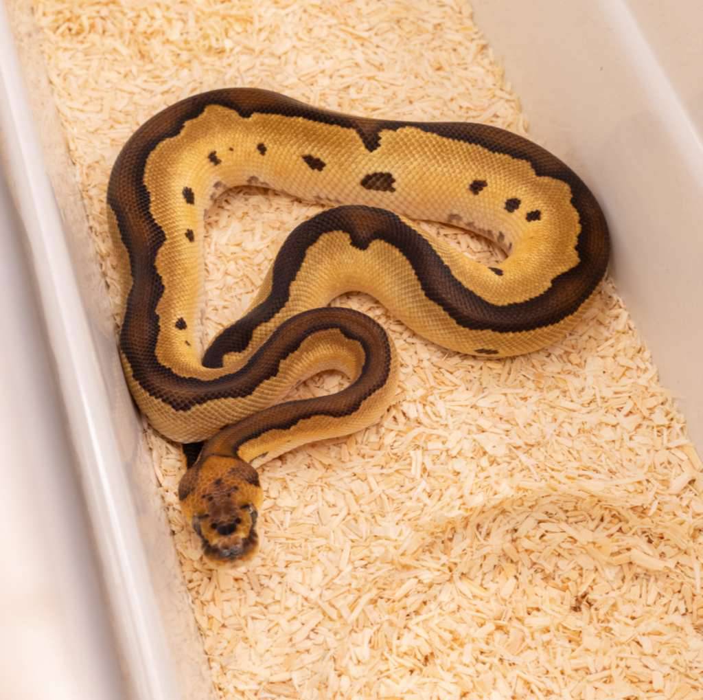 orange-dream-blade-clown-ACRNV3PWB4