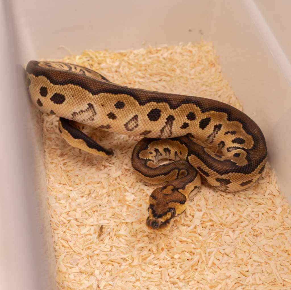 orange-dream-hurricane-clown-ZDIFFQ0255