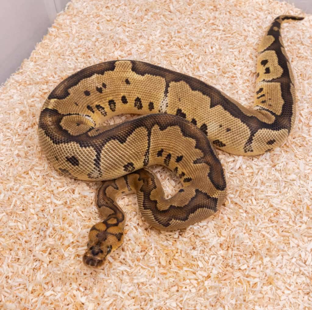 orange-dream-clown-EOY7Z99BAW