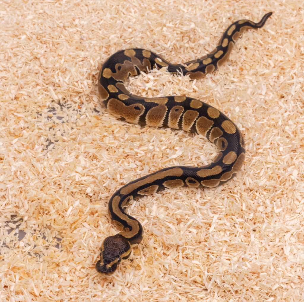 normal-het-clown-tail-tip-7O3FHMYLL1