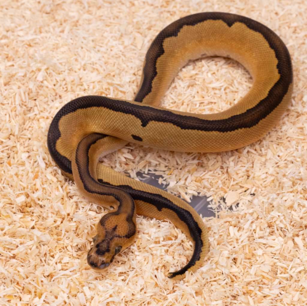 blade-clown-poss-od-B5L95A8X3C