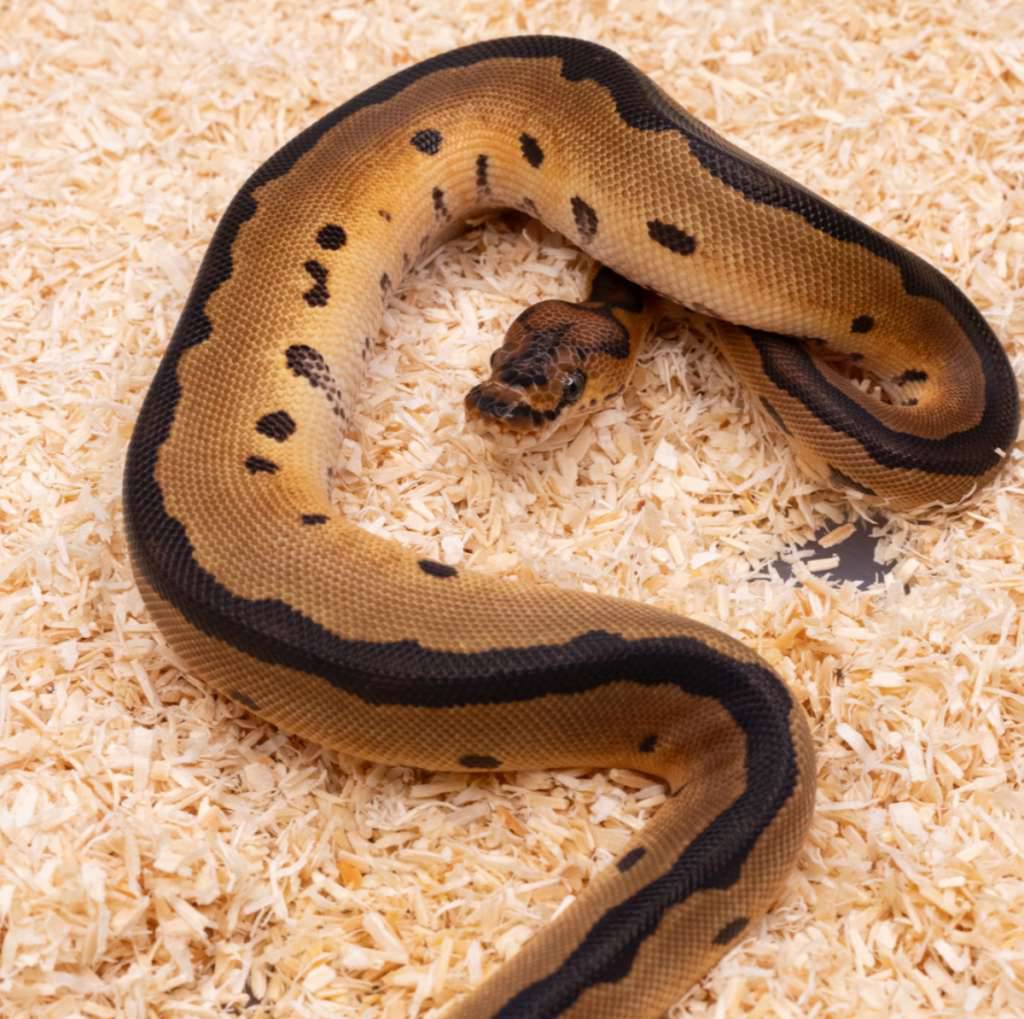 blade-clown-JMTGR10OPP