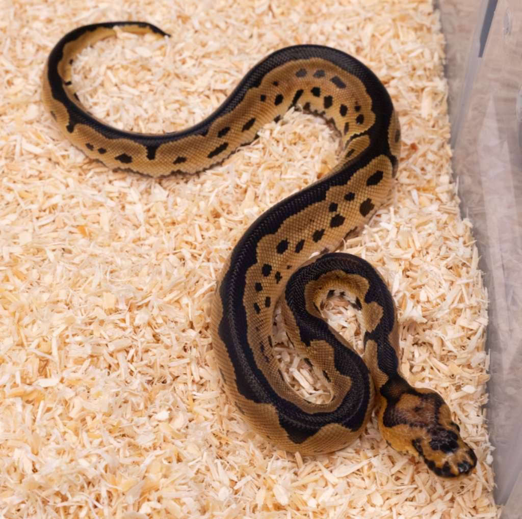 clown-minus-K6OGRR0WV8