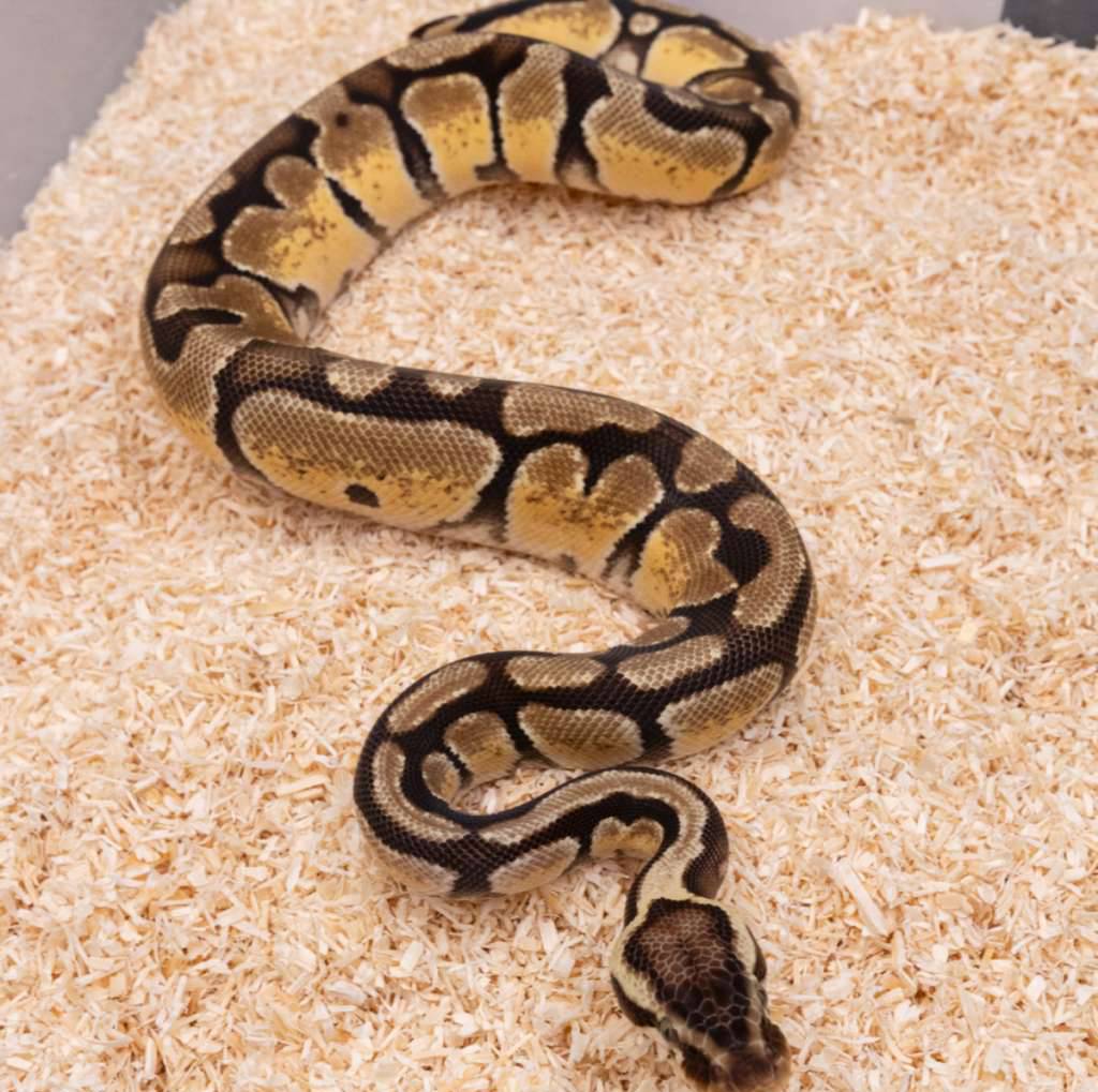 pastel-enchi-het-crypton-ph-dg-087ITNE7IW