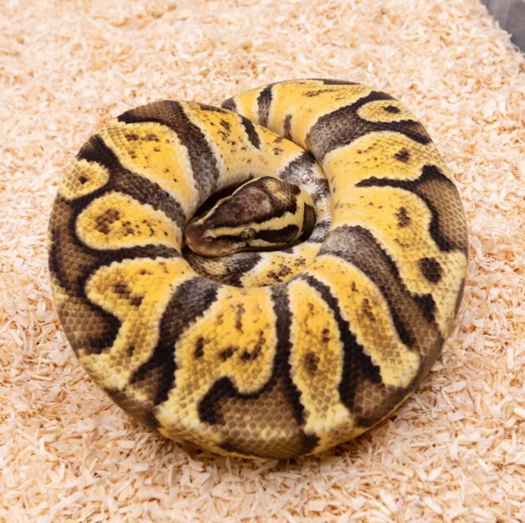 pastel-ghi-enchi-het-crypton-ph-dg-3MK1DYB8XM