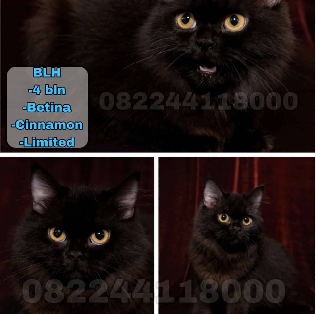 kucing-blh-VU6QBNSFOA