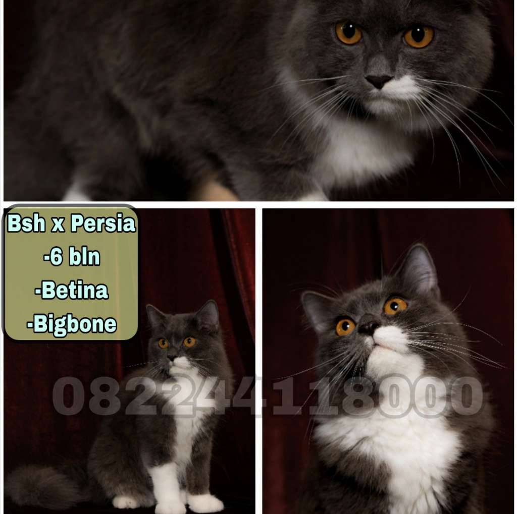kucing-persia-x-bsh-RXVO6WK3IZ