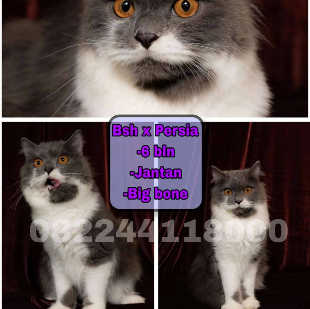 kucing-persia-x-bsh-MZK0O6R7M2