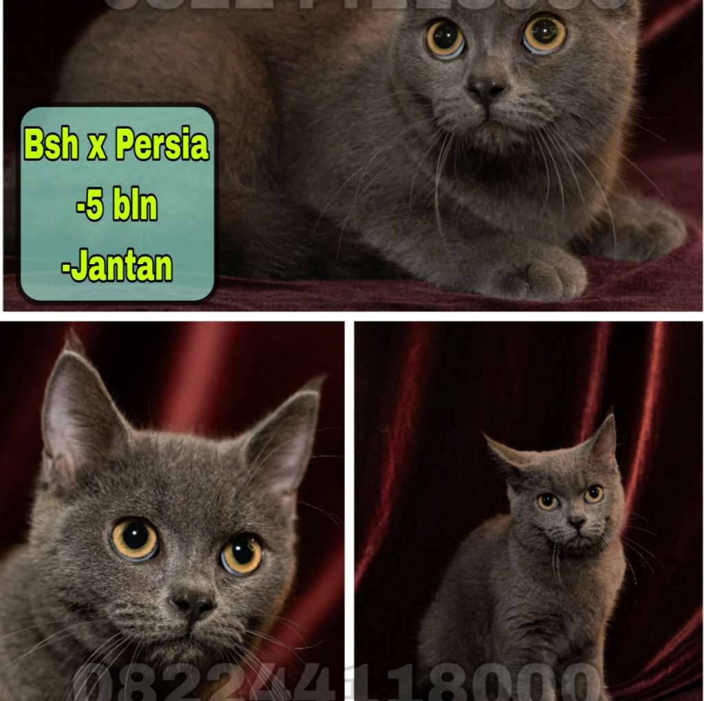 kucing-bsh-x-persia-9TR5KE947F