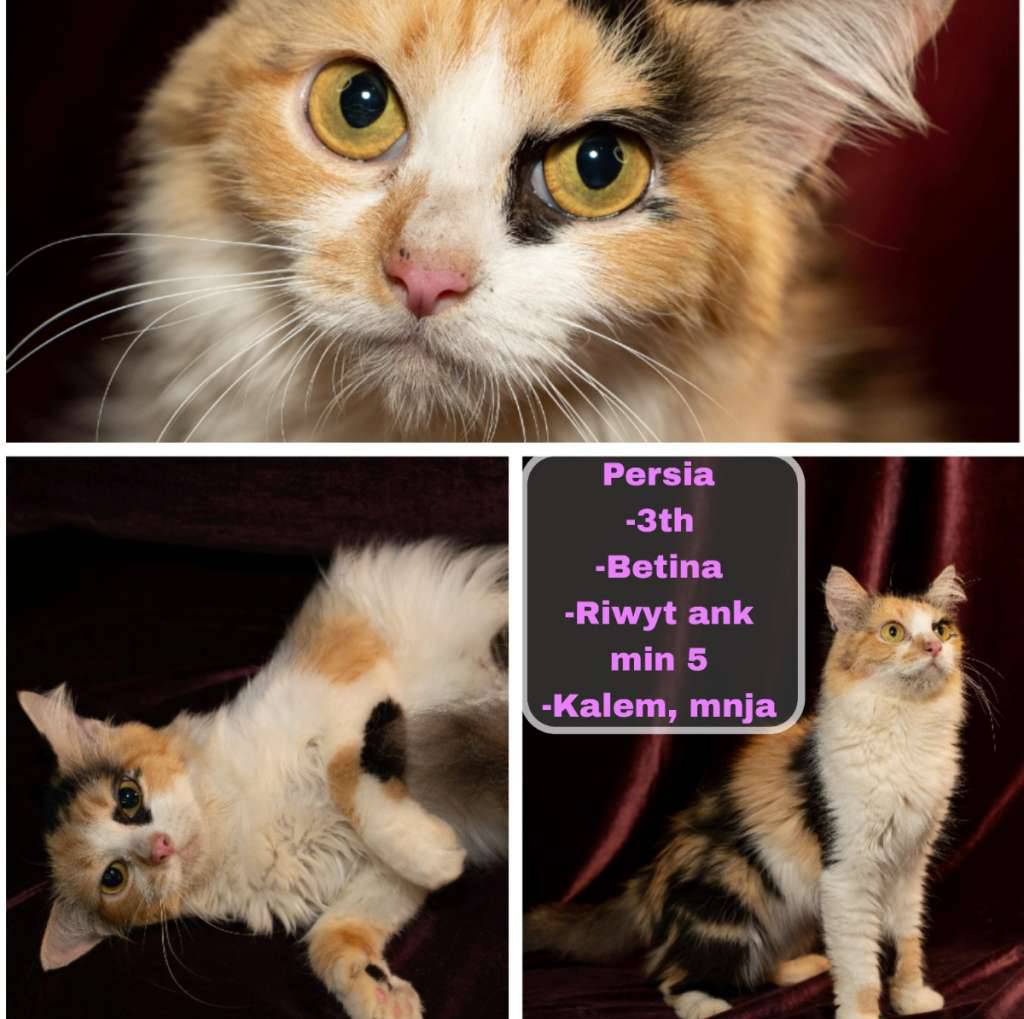 kucing-persia-F5TAQO2C08