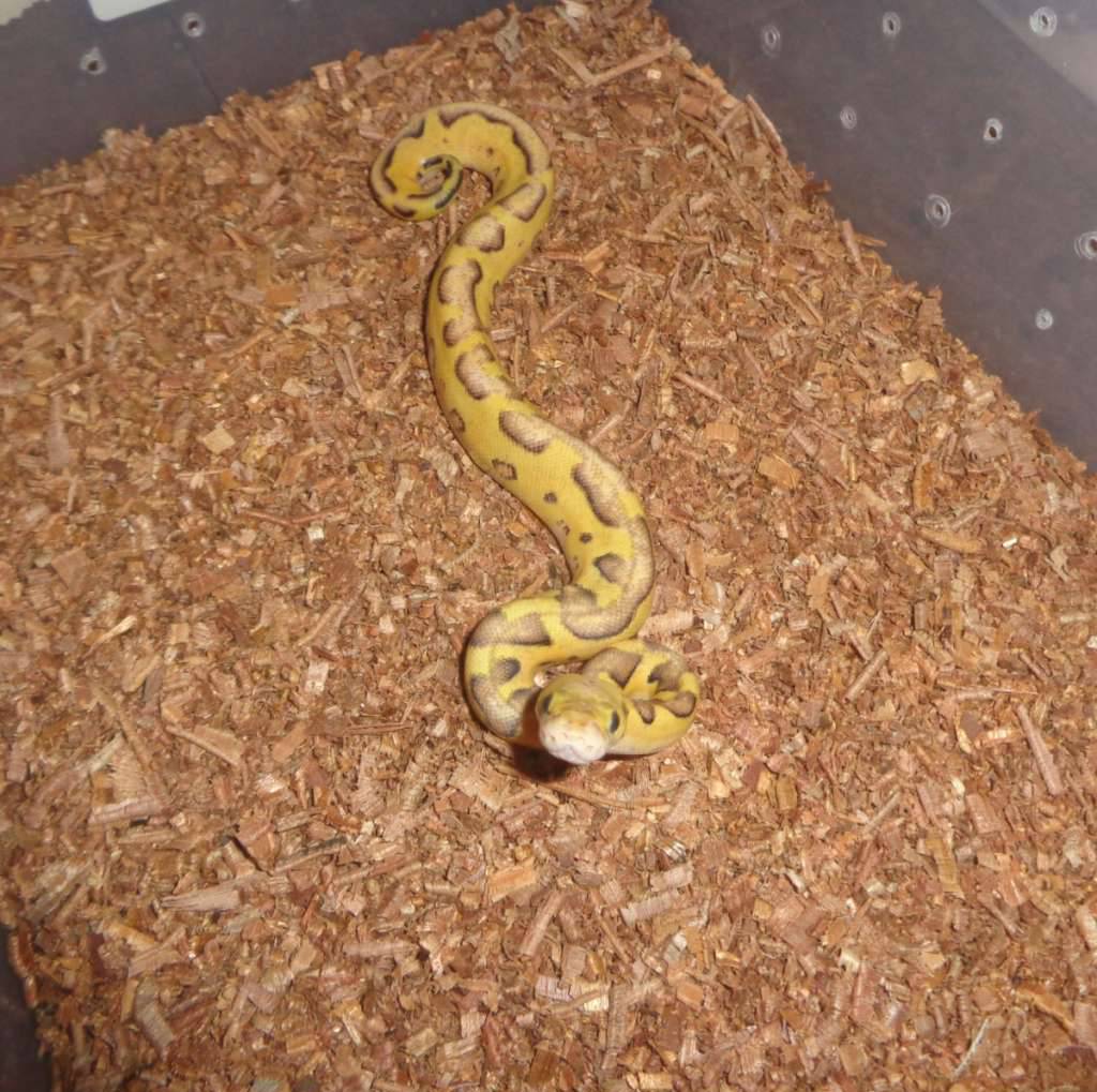 pastel-enchi-clown-ph-lavender-WFB95TWX14