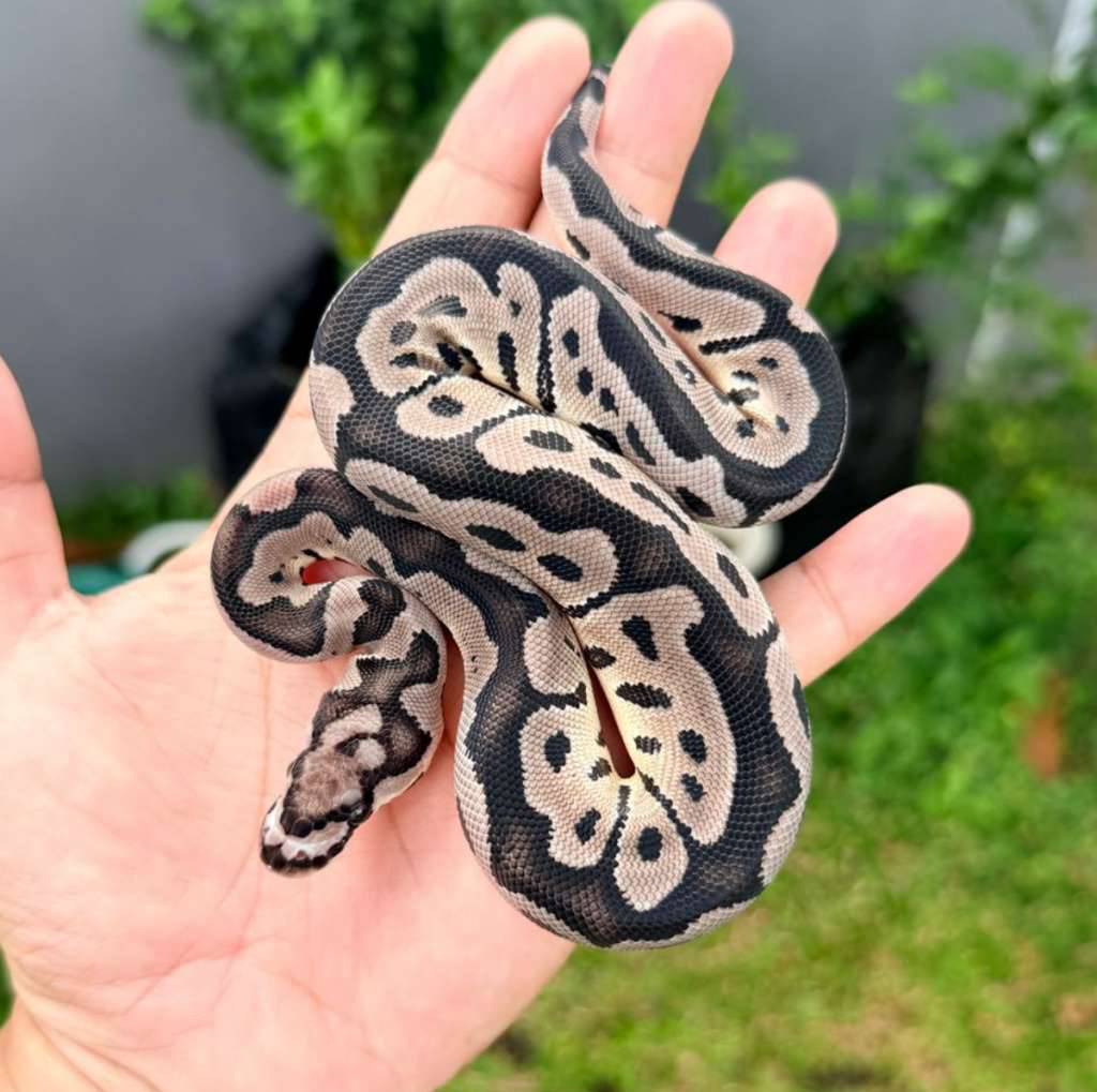 f-vpi-axanthic-clown-9JNNOK3QAN