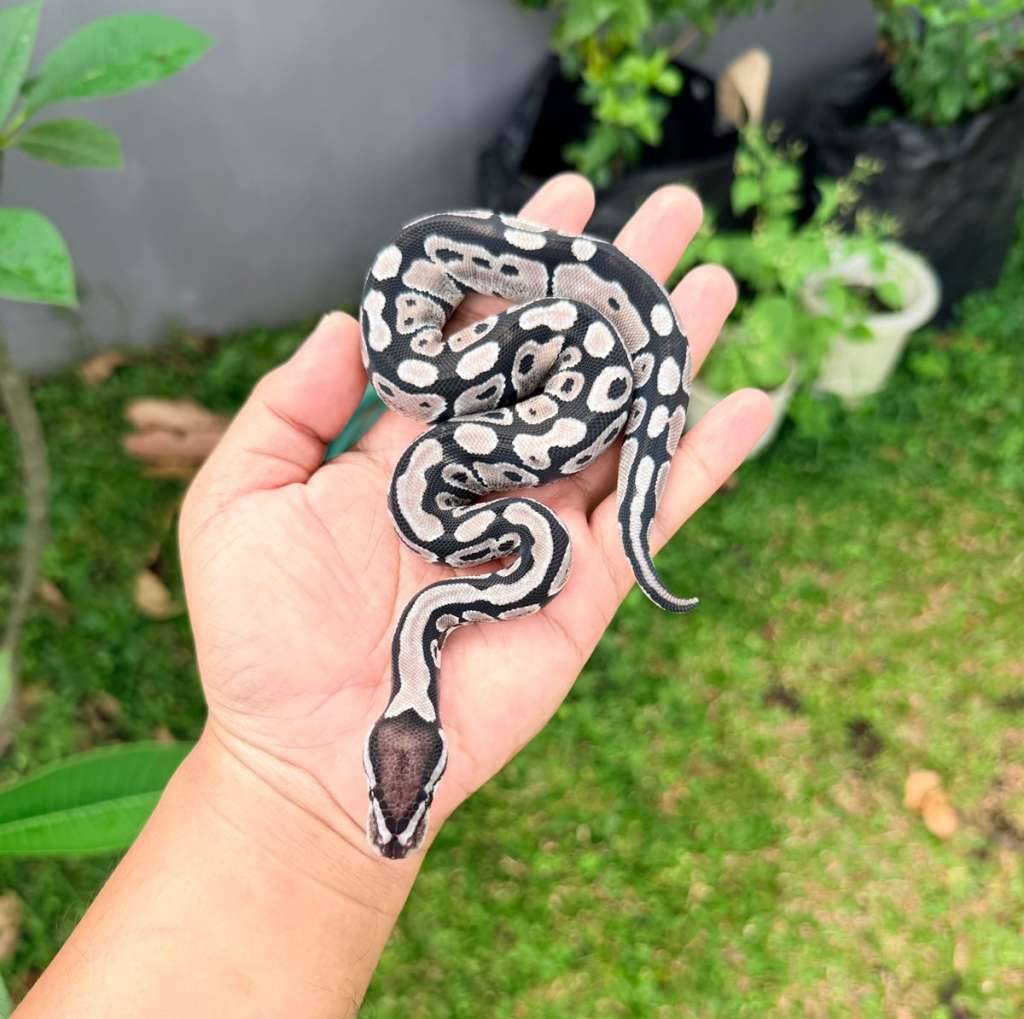 f-vpi-axanthic-posshet-clown-CRFDDZ2PIL