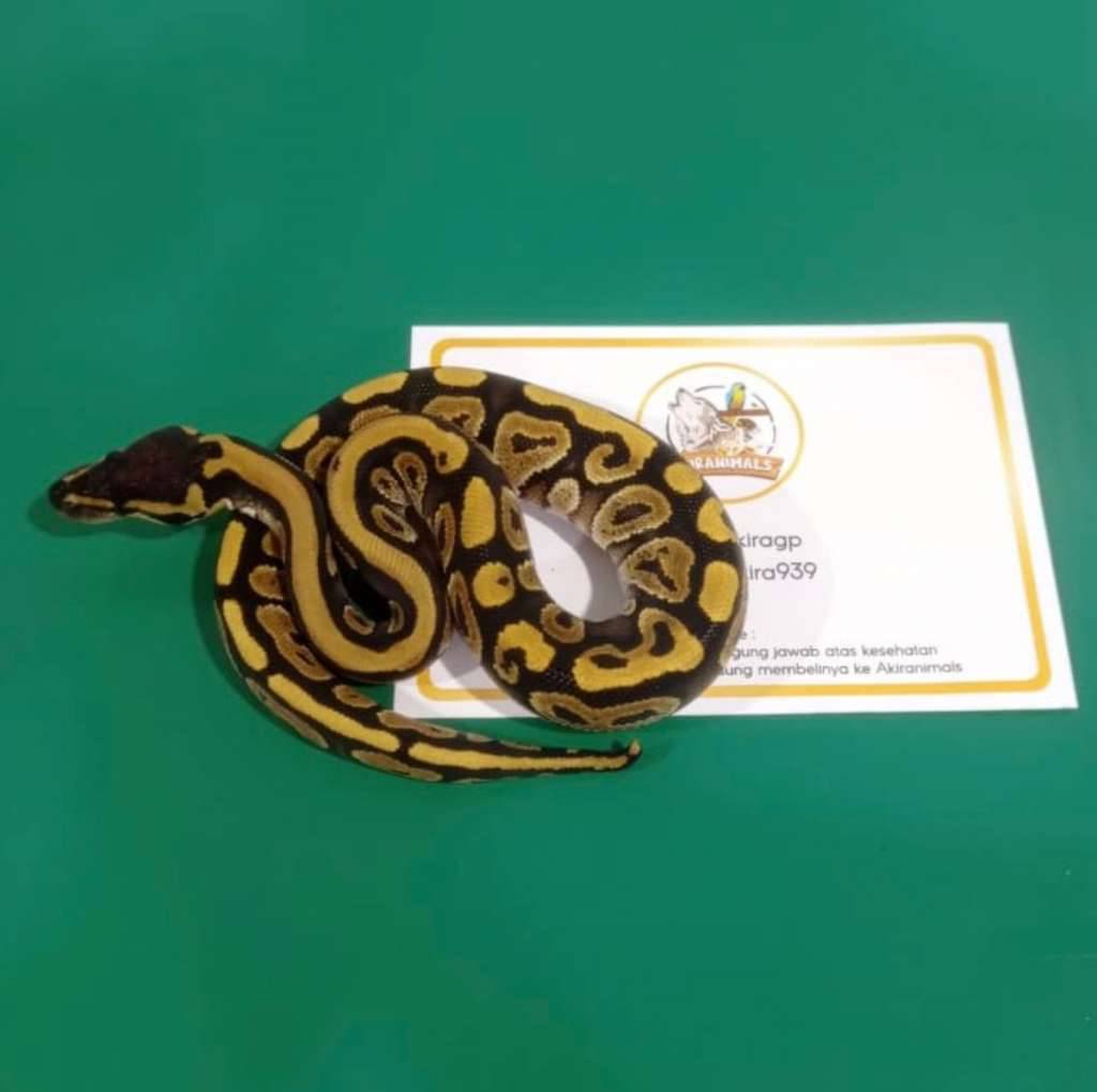 phantom-ball-python-250401f-SG5TRC0ZYC