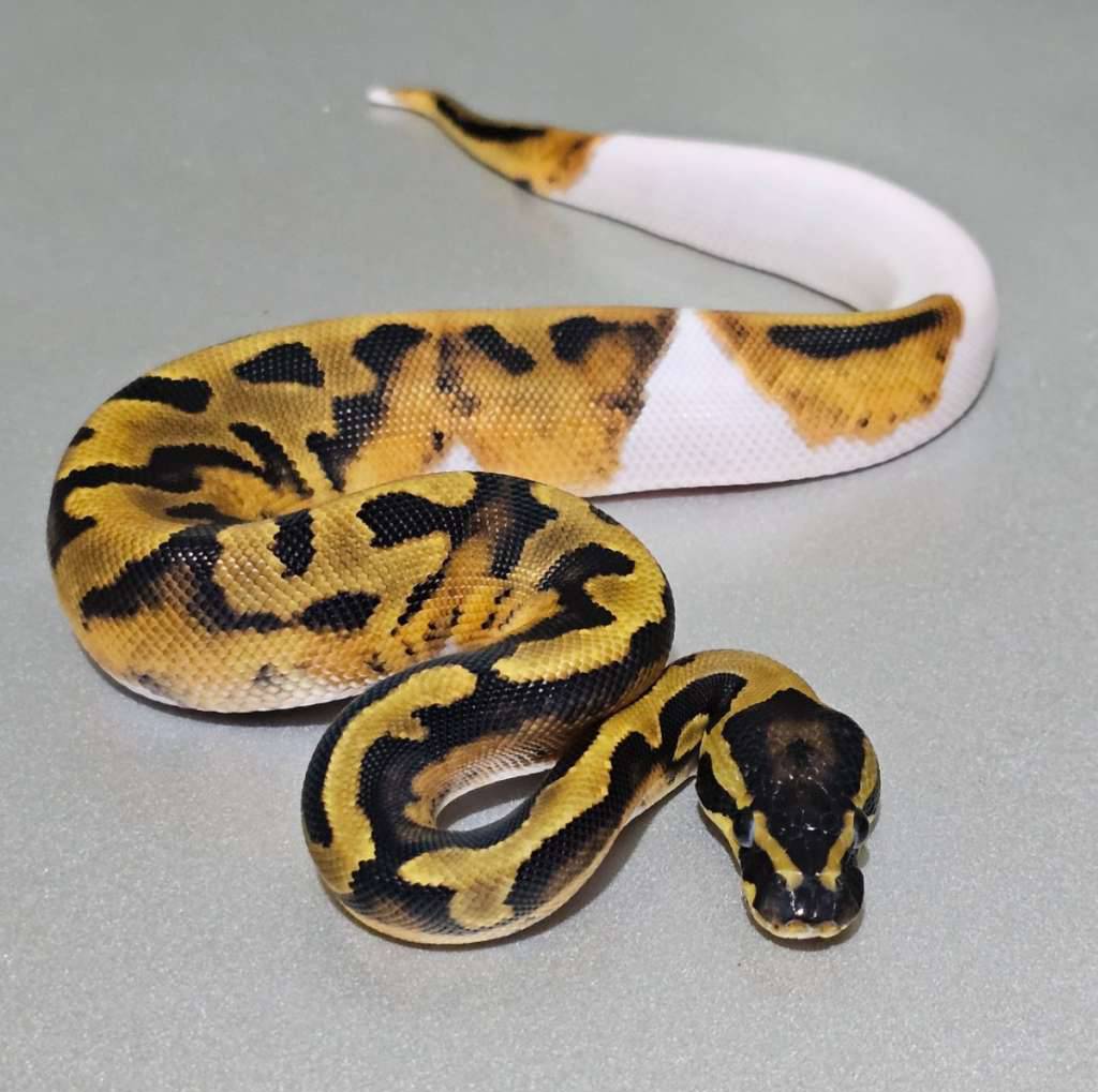 enchi-pied-het-albino-Y7C64VS70W
