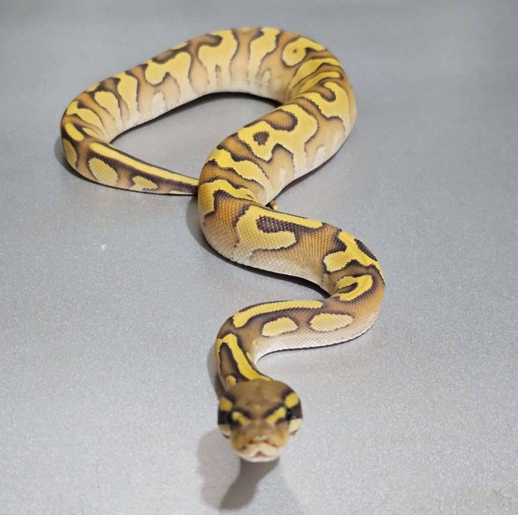 enchi-pastave-yb-hypo--3ZIB8CBONY