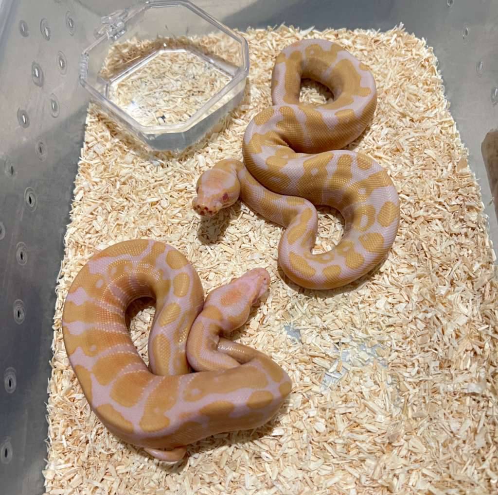 albino-hi-contrast-BZ3FQ004Y1