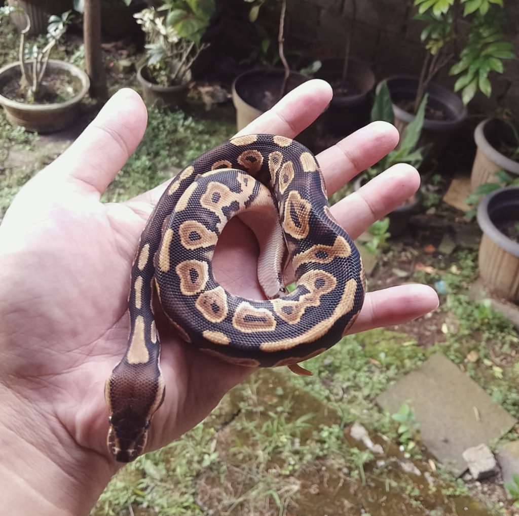 black-pastel-orange-dream-ph-dg-G0EOSAAFLI