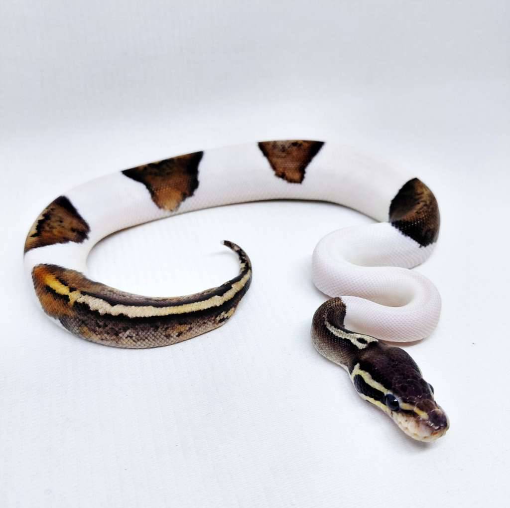 black-pewter-pied-ballpython-XWBNYNIC50