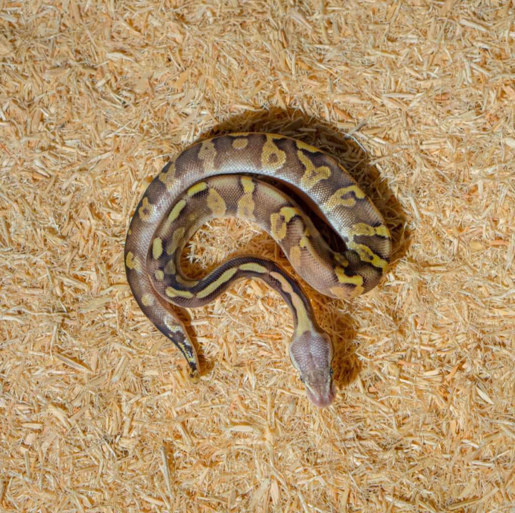 pastel-mojave-ghi-leopard-het-crypton-ph-dg-C6UOF2ZCZC