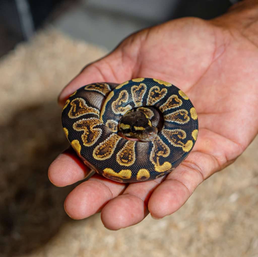 ghi-het-crypton-ph-dg-VRE7E58I29