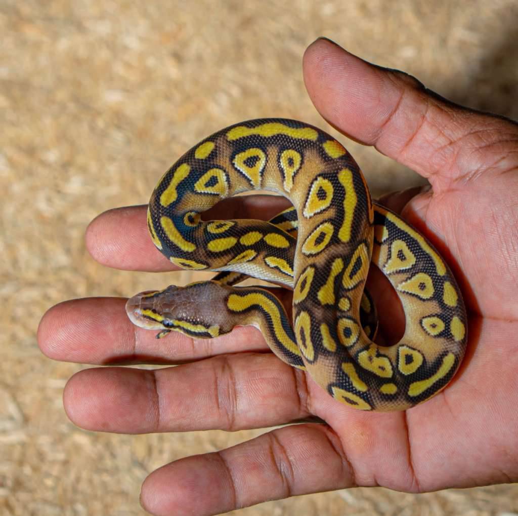 pastel-mojave-het-crypton-ph-dg-DF8K8KNRAM