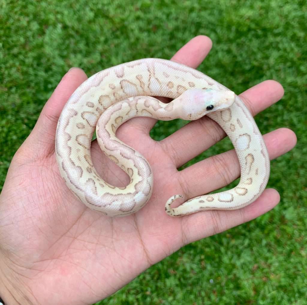 f-super-pastel-lesser-spotnose-clown-S7B49KTR1K