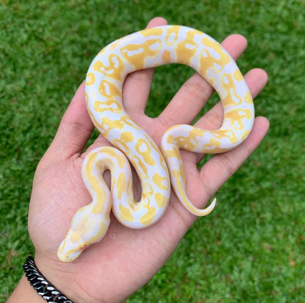 blackpastel-albino-KA3L7VI5FX