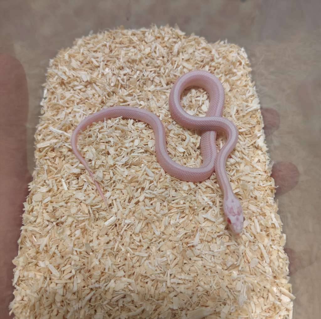 cornsnake-snow-stripe-OQI637O3RW