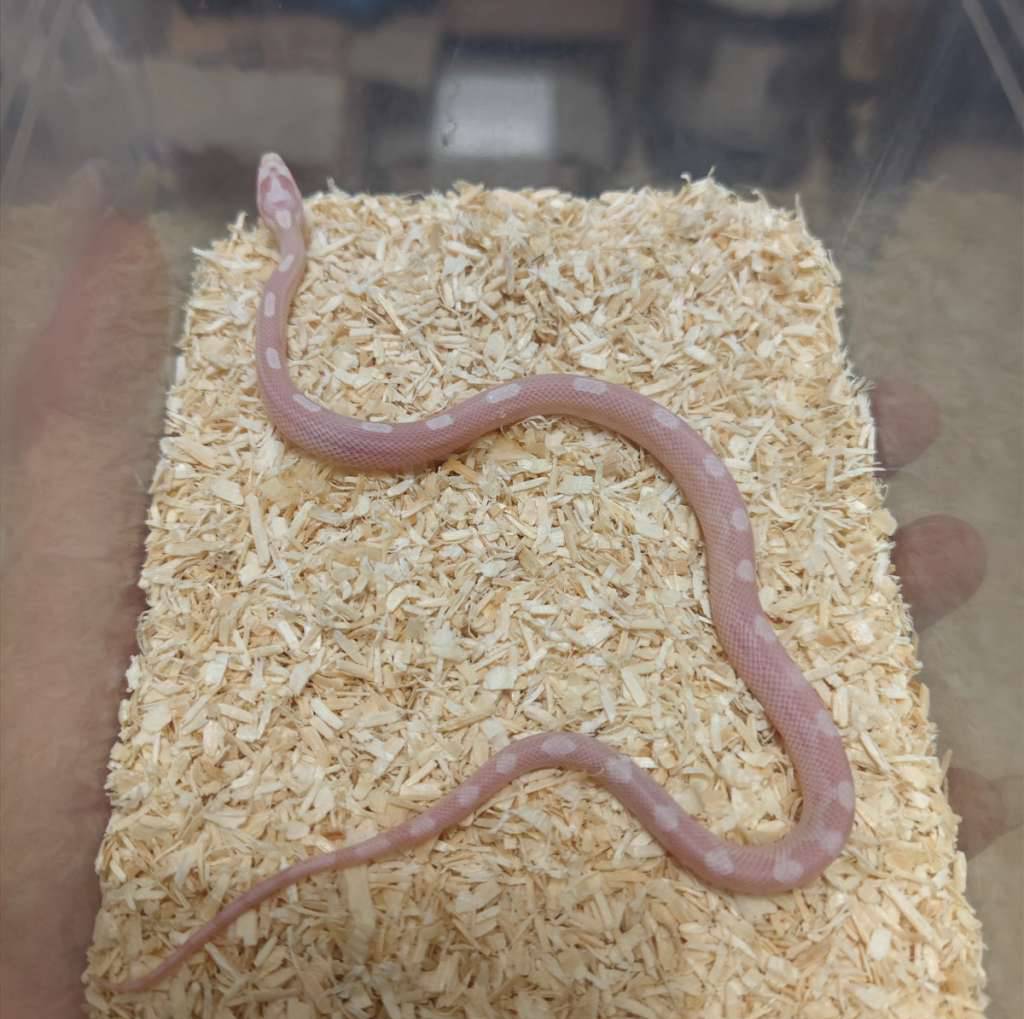 cornsnake-snow-motley-W161WQ9P9E
