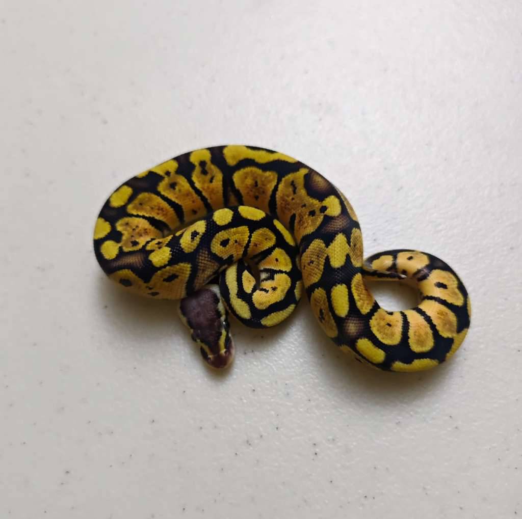 pastel-orange-dream-ph-pied-female-9CP2U4M190