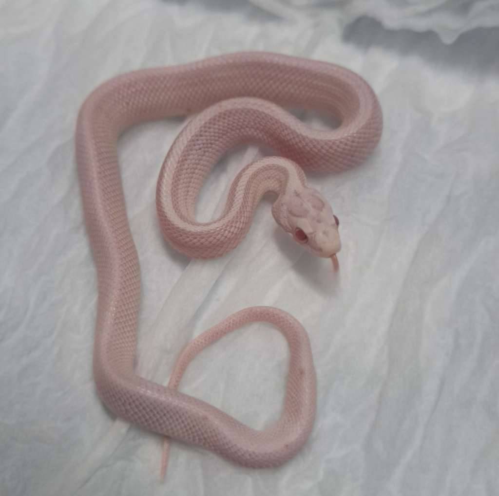 snow-stripe-cornsnake-O9WF3A4GR3