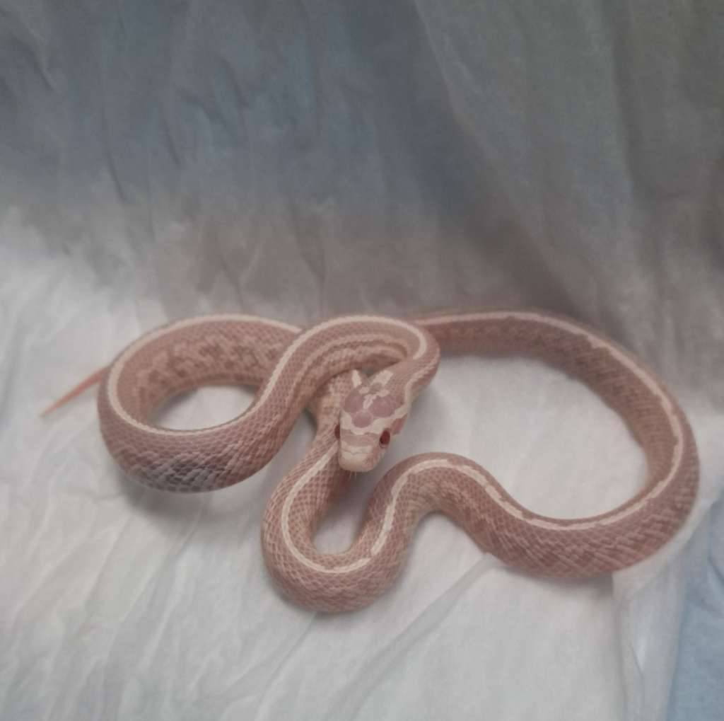 snow-tessera-het-stripe-S1VCD8W99F