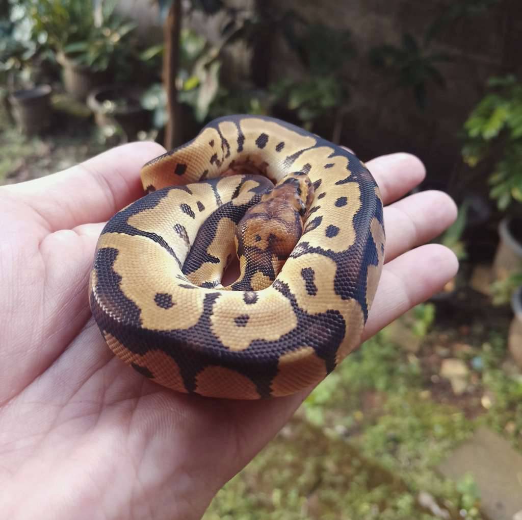 clown-het-dg-46UBTERN1Z