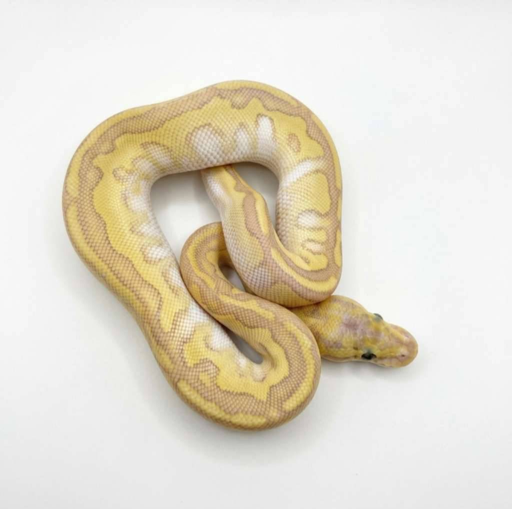 butter-clown-paradox-XLLS1WGV9T