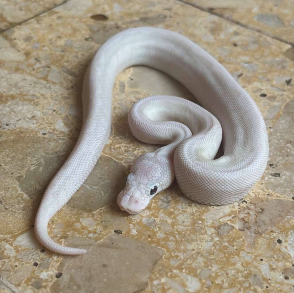 lucy-clown-ANM3YIB8JE