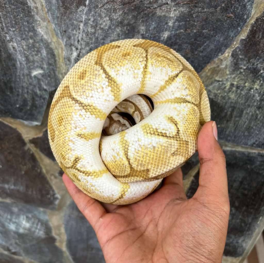 queenbee-ph-clown-50-lesser-fire-pastel-spider-XSVV5HGBMM