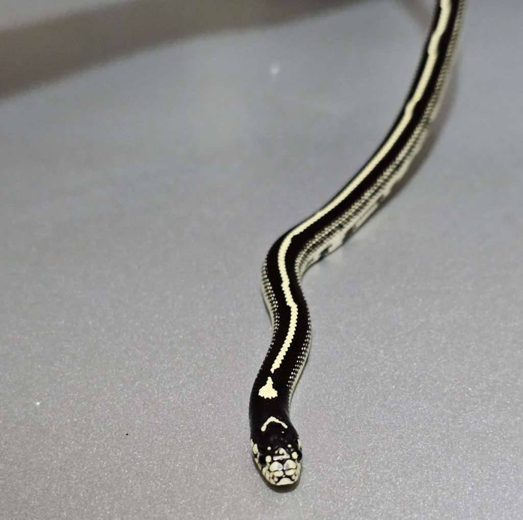 kingsnake-california-stripe-het-albino-08FJX3F71M