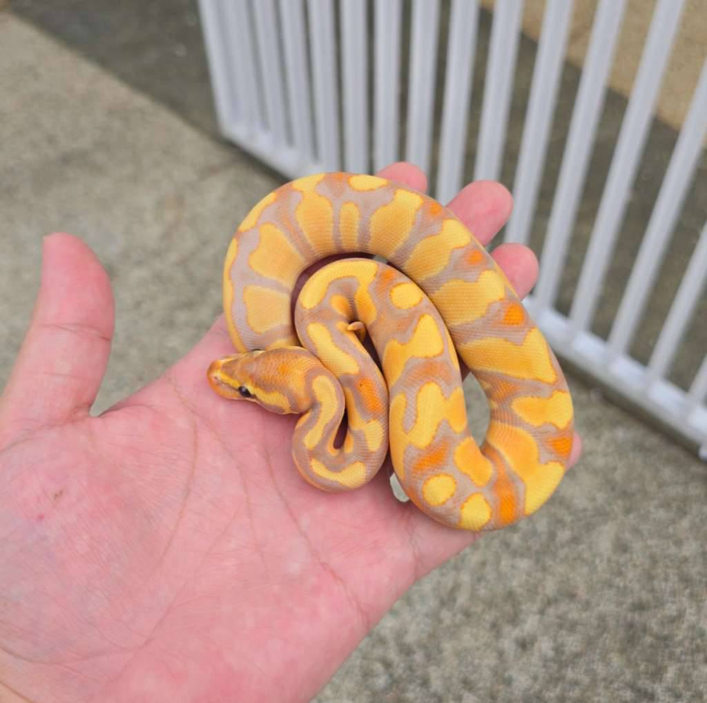 banana-enchi-D9A2MCXB05