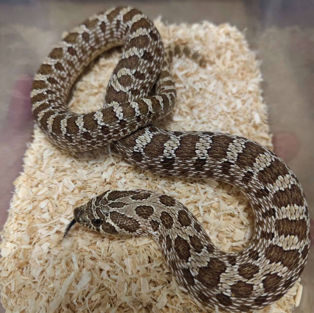 hognose-IA1ABKPMQU