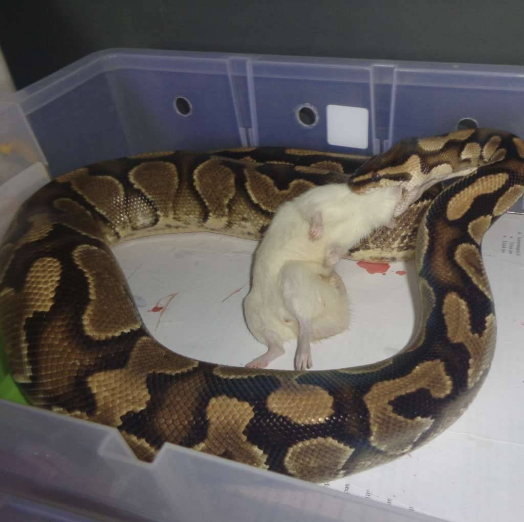 yellow-belly-het-hypo-UPADEDYR9D