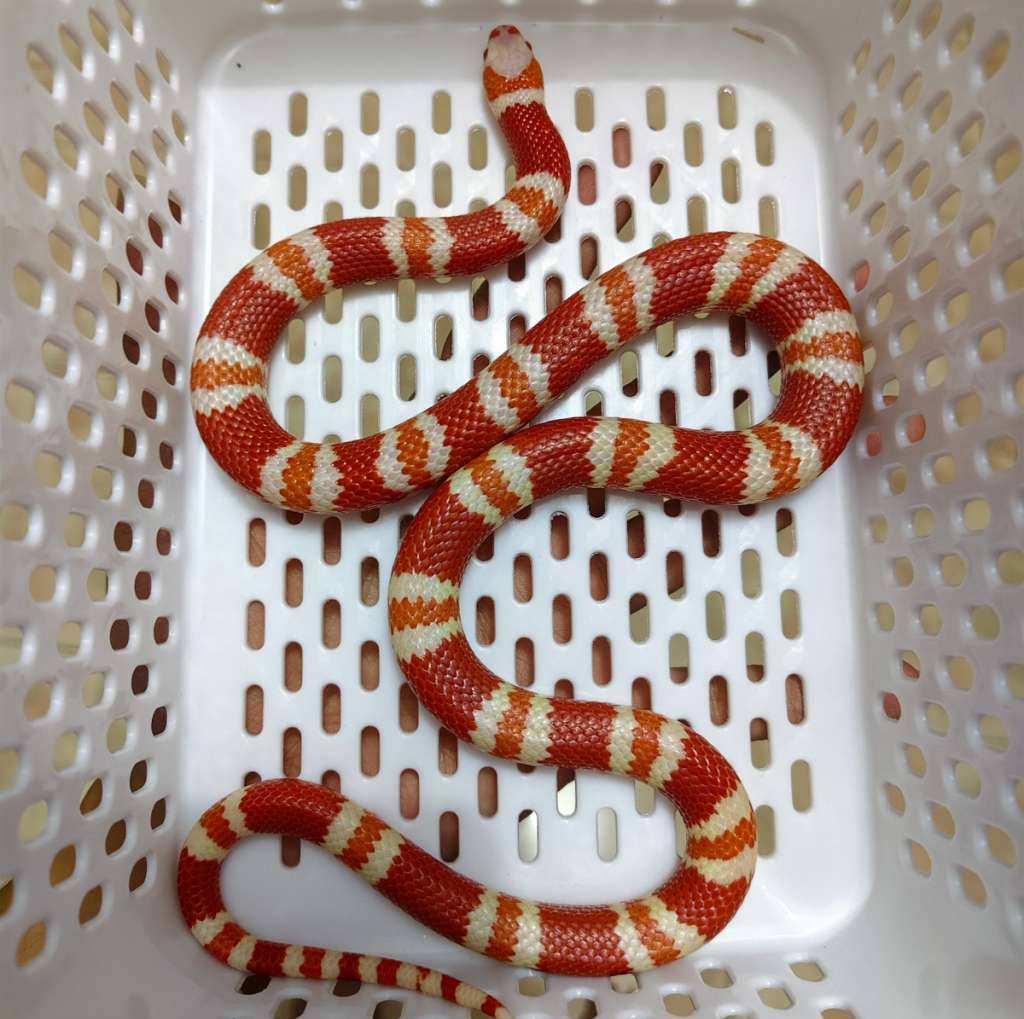 milksnake-albino-tangerine-honduran-Y2XL7KS6ST