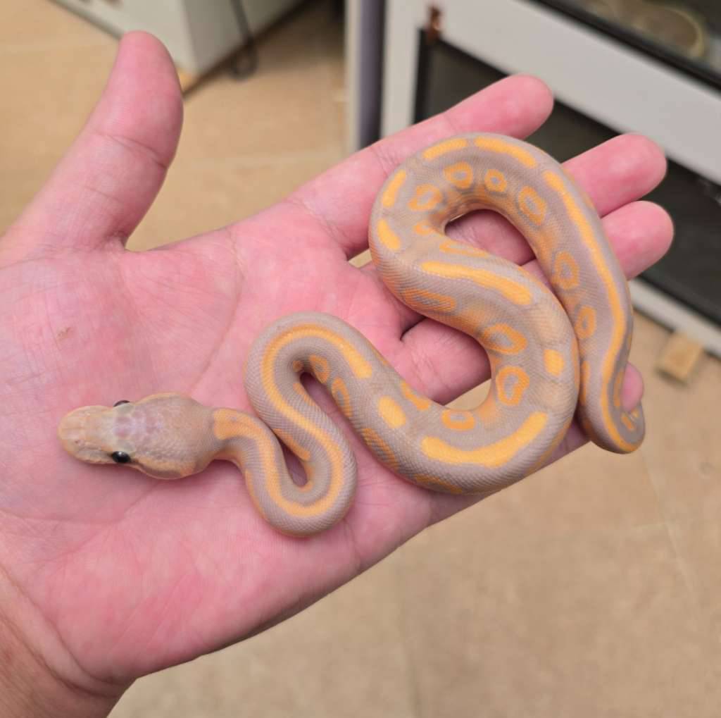 banana-black-pastel-ZSNI3W7TZD