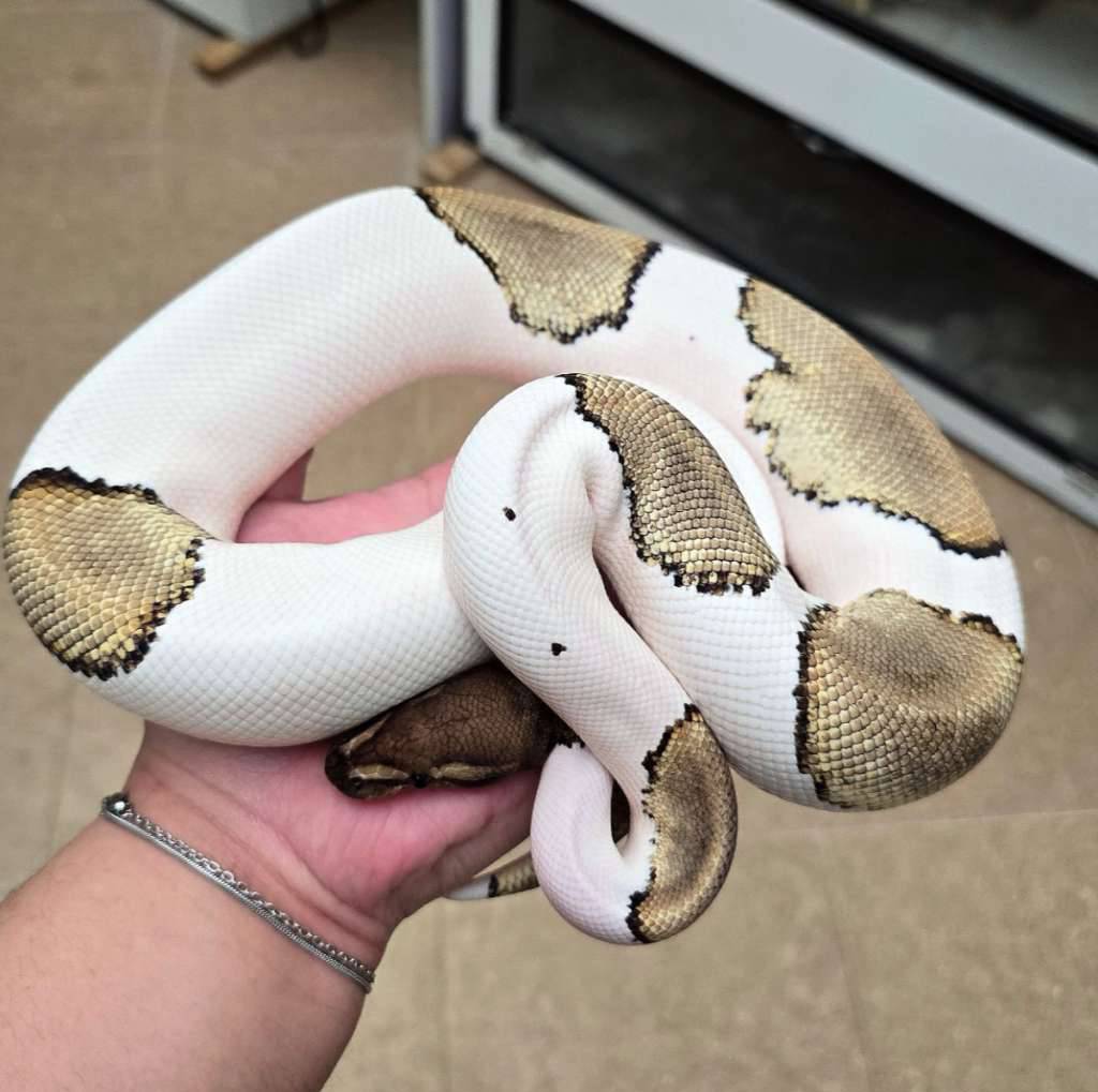 pastave-pied-4BOPFJFV6T