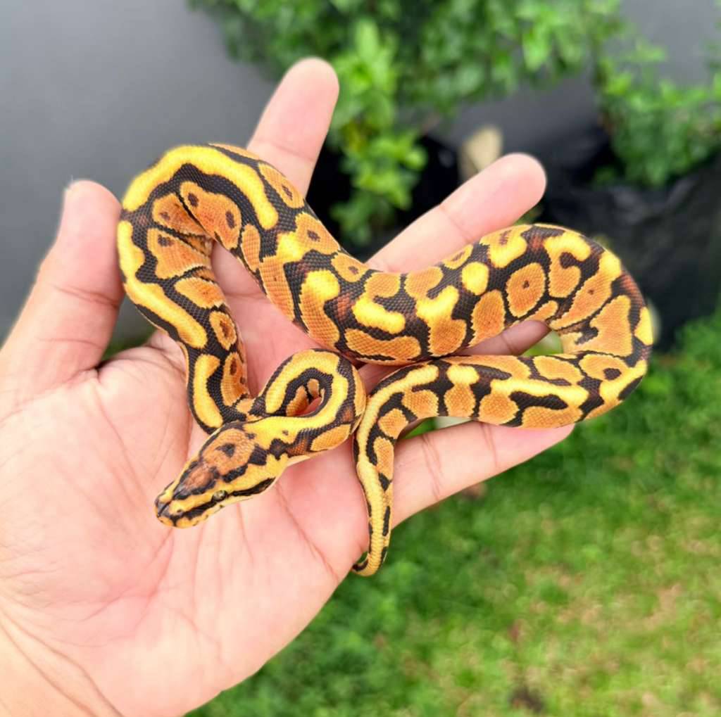 m-spotnose-enchi-het-clown-posshet-monsoon-38SX4DJR75