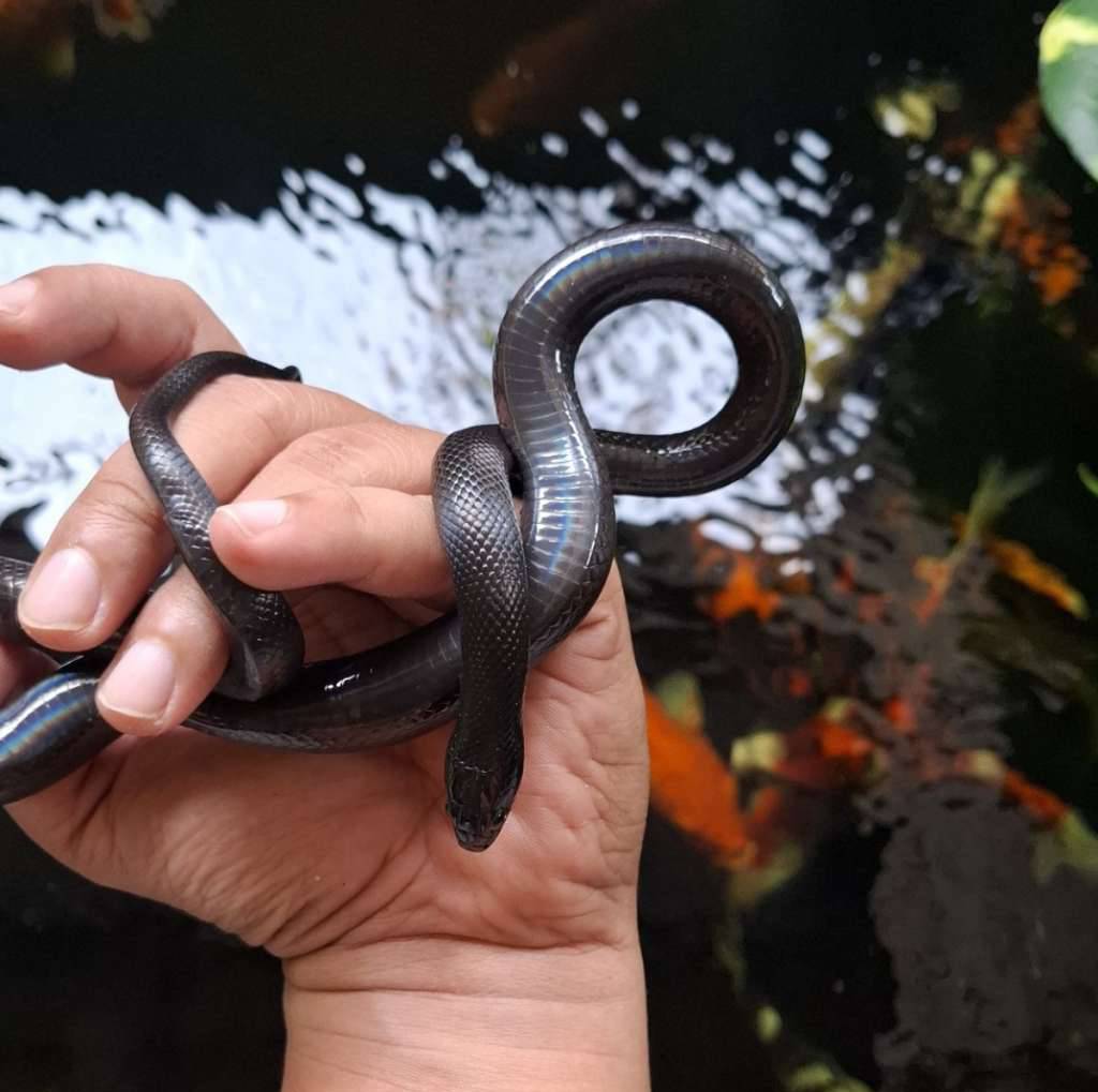 mexican-black-kingsnake-XOV7QMR3GB