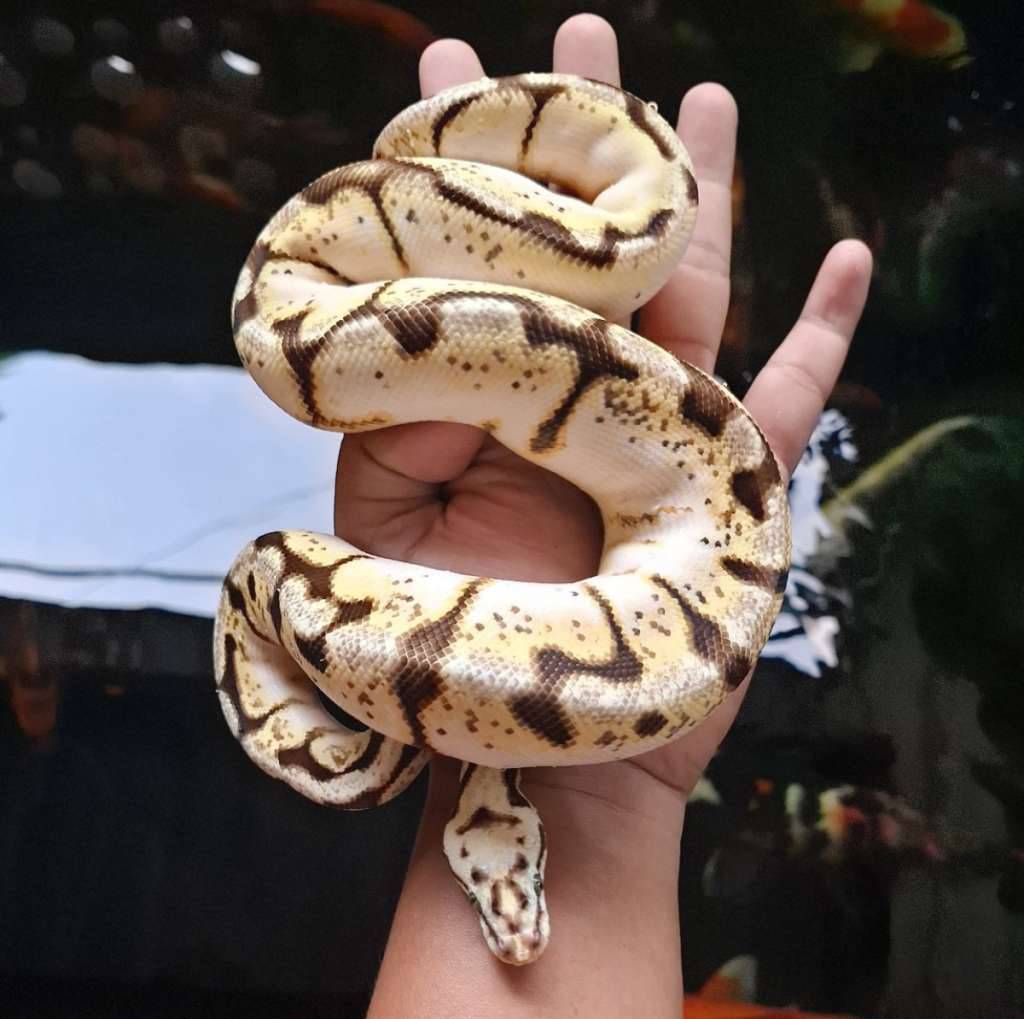 bumblebee-calico-LCH7DM9WHT