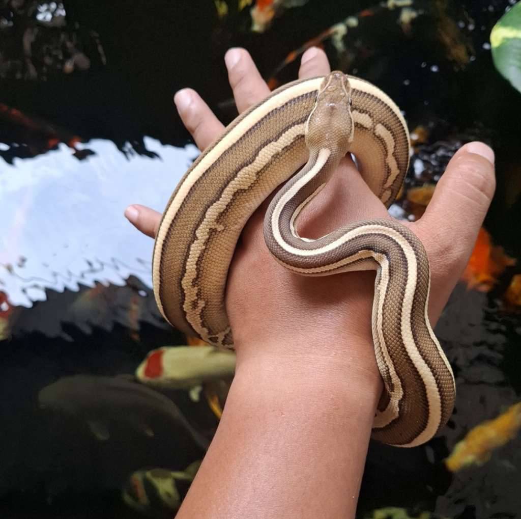 leopard-butter-fire-chinamon-E10QBD52ZJ