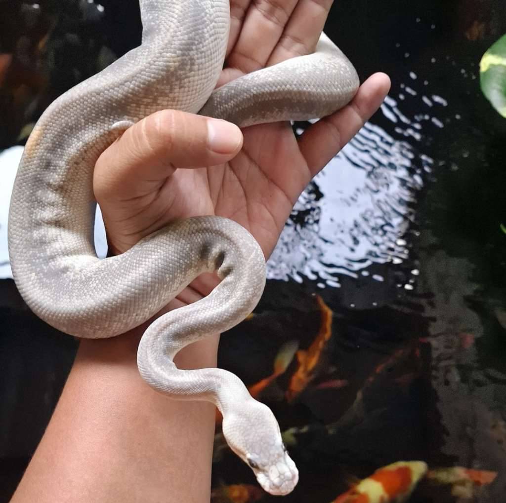 super-chinamon-hypo-8UBZLJ9OHT