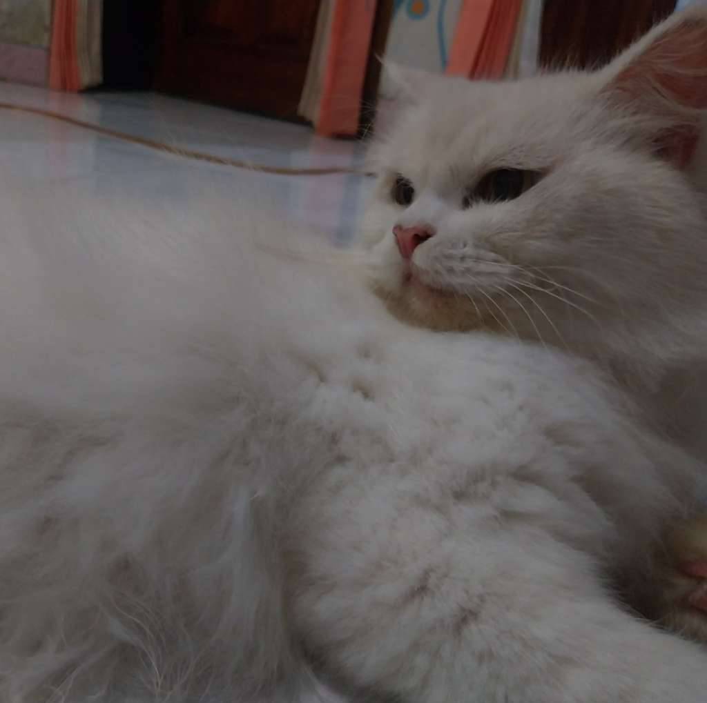 kucing-persia-anggora-mix-Y16I2RWRJX